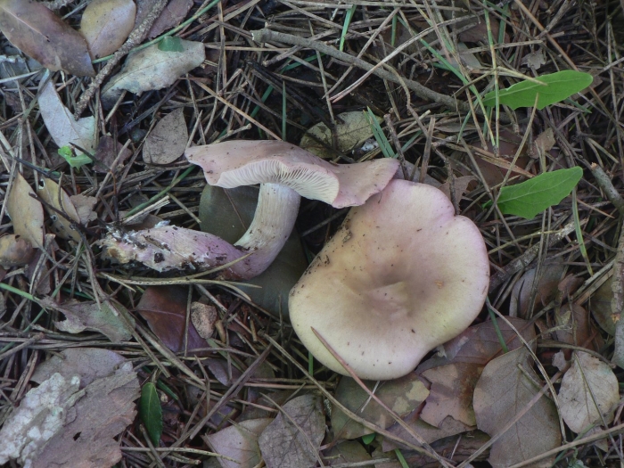 Lepista personata съедобные грибы