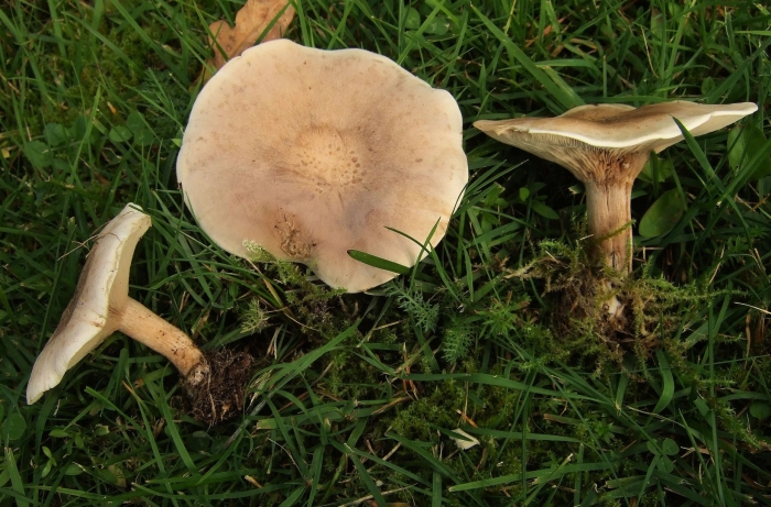 Млечник серо розовый lactarius helvus