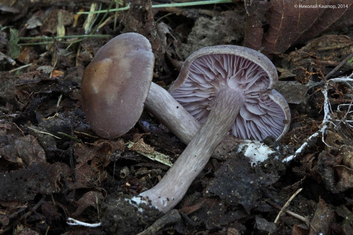 Рядовка фиолетовая гриб