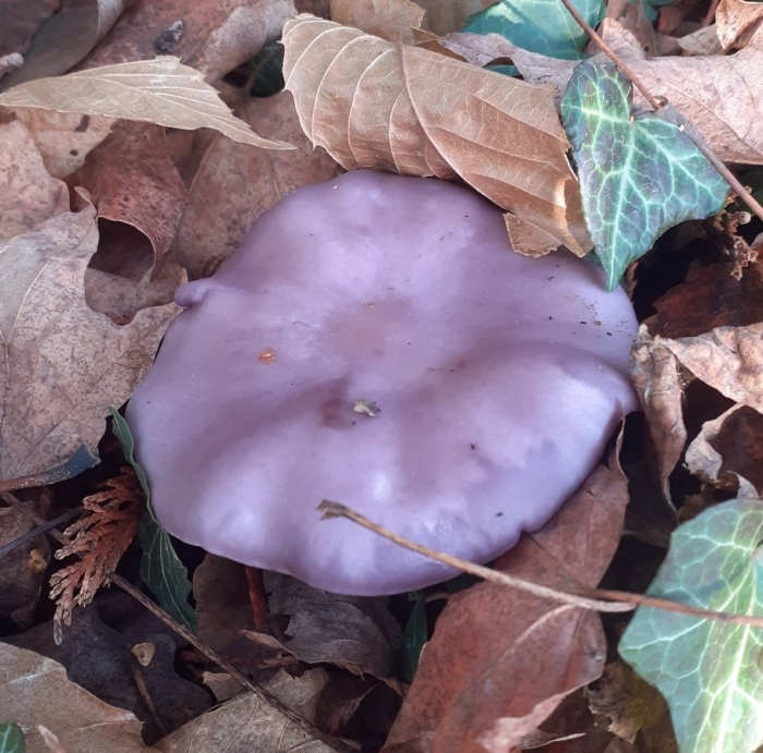 Грибы рядовки синюшки