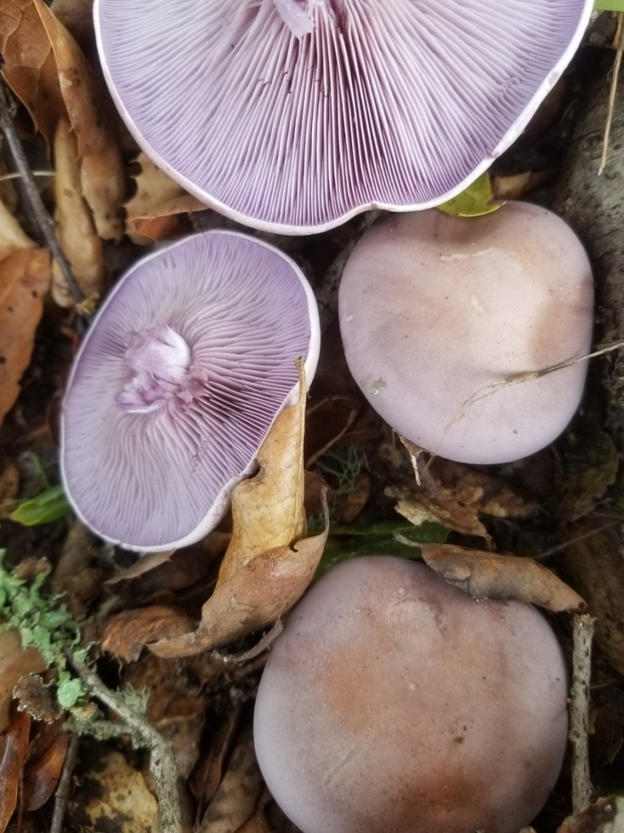 Фиолетовая рядовка