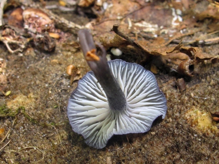 Entoloma cyanulum