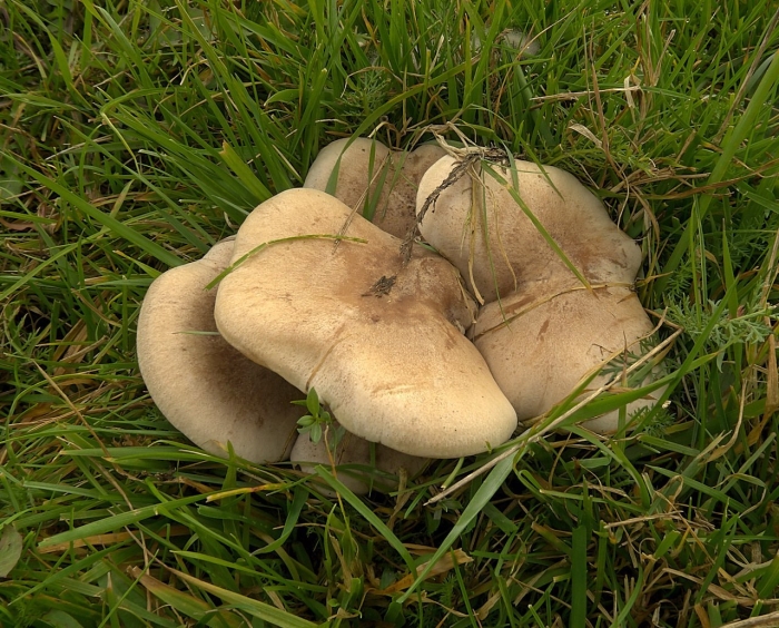 Рядовка лиловоногая