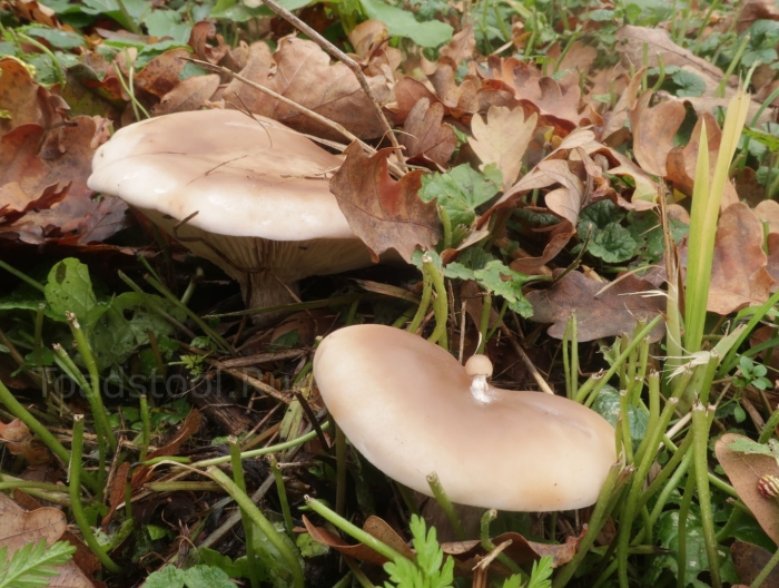 Гриб рядовка лиловоногая