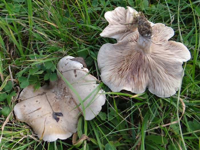 Рядовка гриб