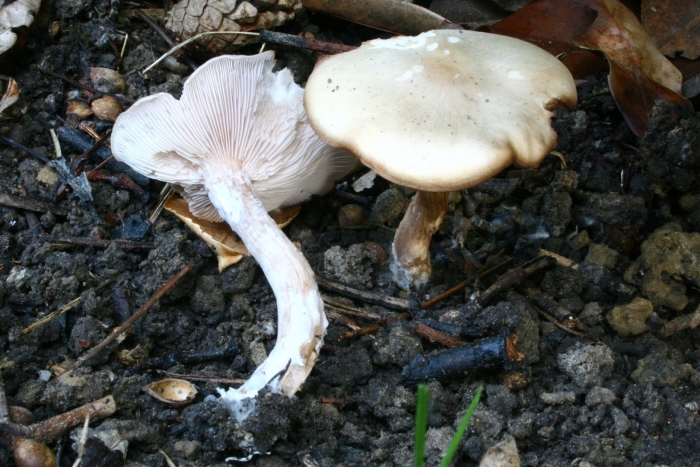 Дымчатая говорушка clitocybe nebularis
