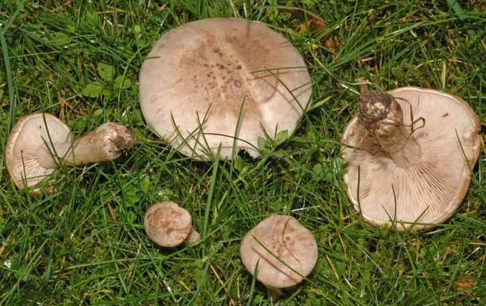 Леписта одноглазая гриб