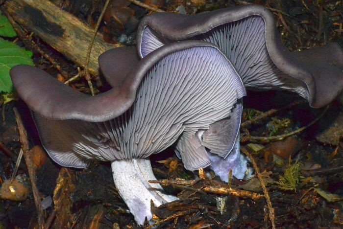 Рядовка сорная lepista sordida