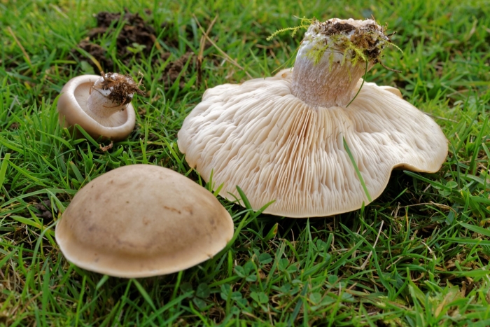 Леписта одноглазая гриб