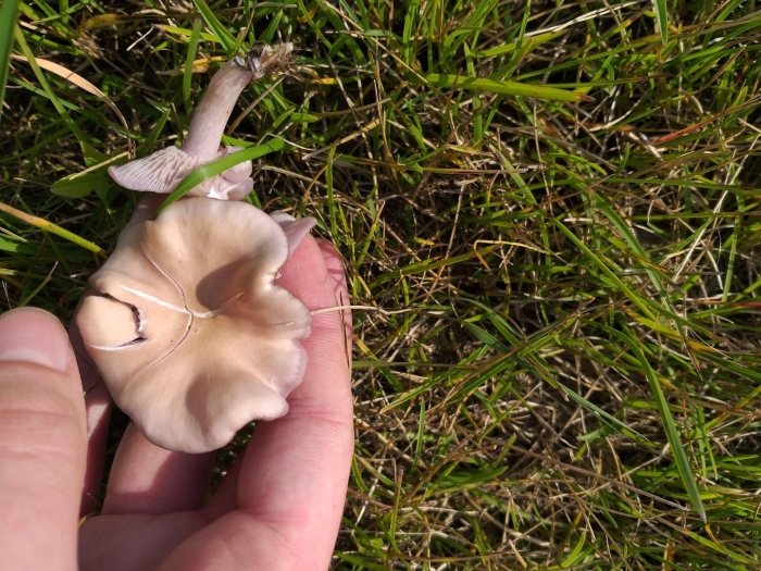 Леписта сордида