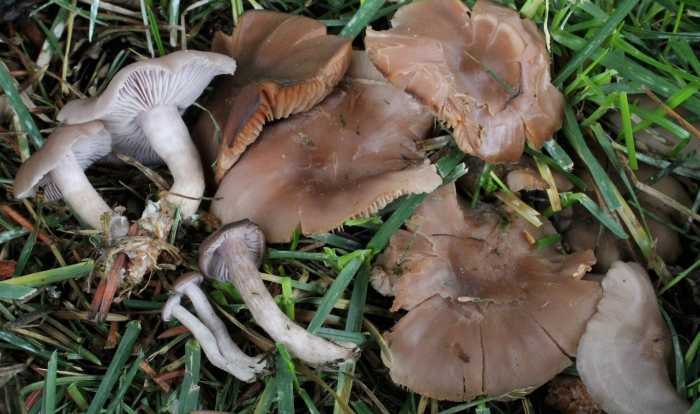 Гриб lepista sordida