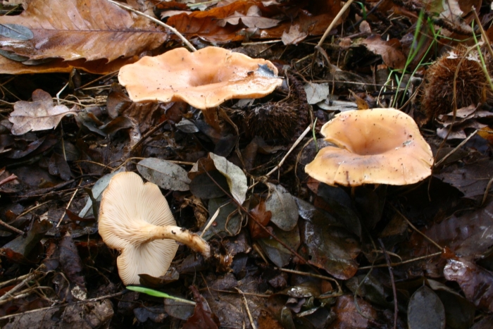 Говорушка бокаловидная