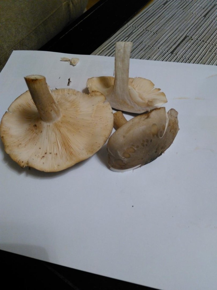 Млечник ольховый гриб