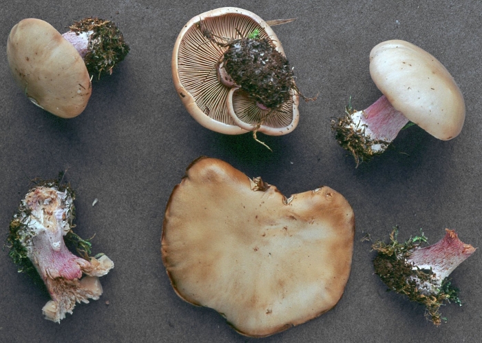 Леписта лиловоногая (синеножка)