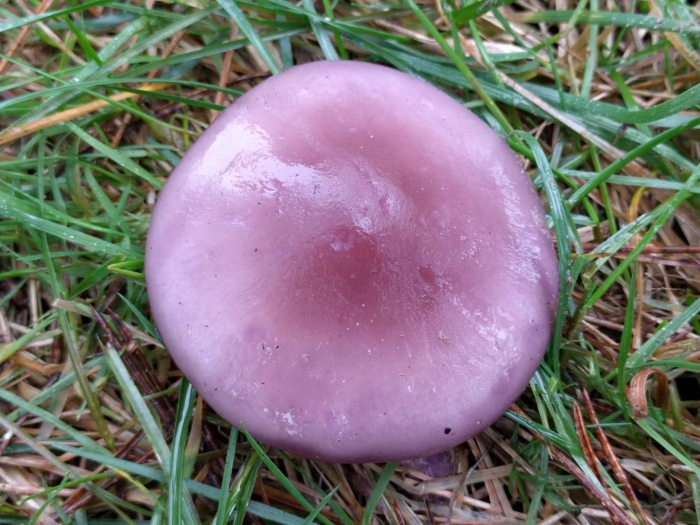 Леписта гриб