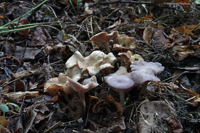 Гриб lepista sordida