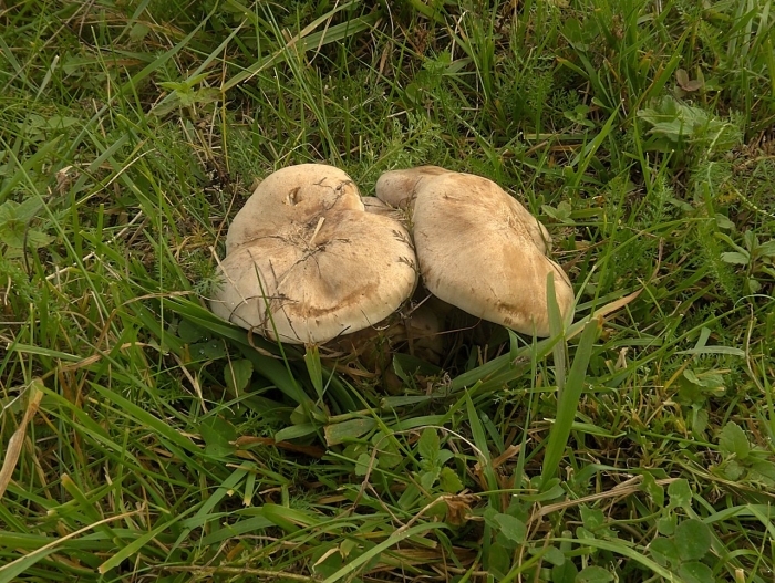Майский гриб calocybe gambosa