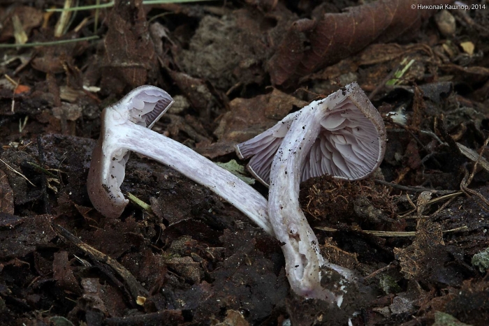Паутинник триумфальный съедобный