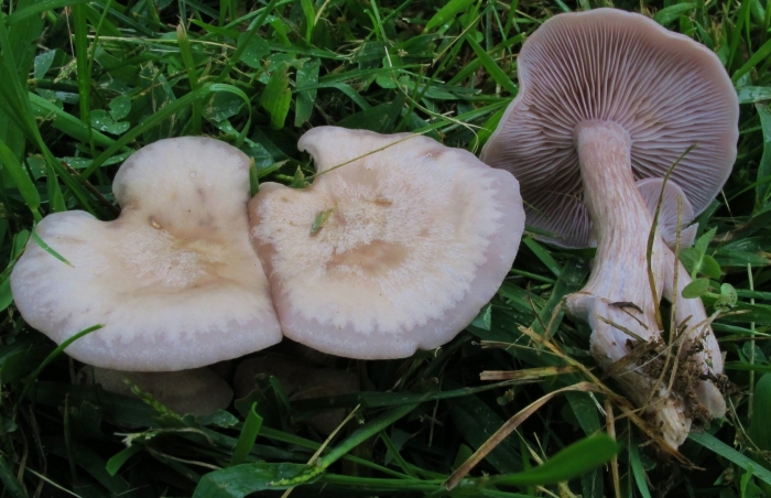 Рядовка фиалковая lepista irina