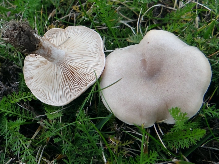 Lepista panaeolus