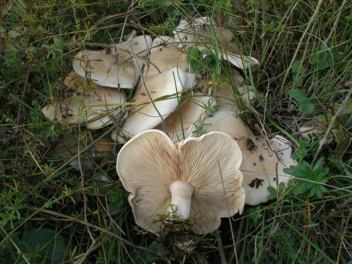 Clitopilus prunulus