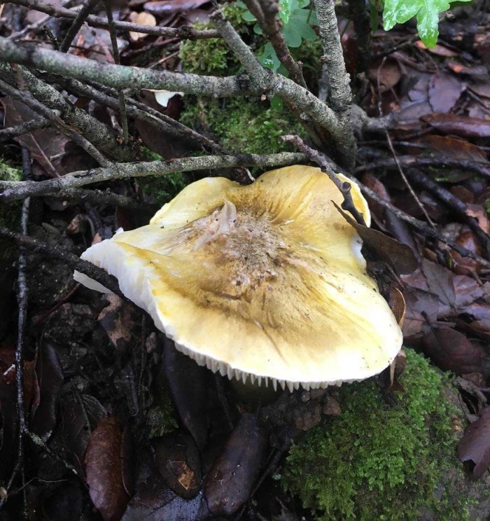 Tricholoma viridilutescens