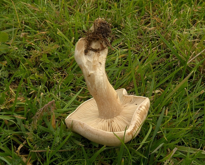 Гебелома клейкая валуй ложный