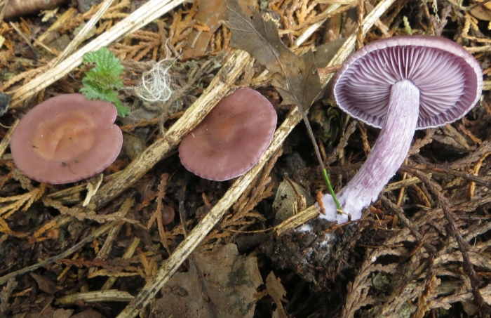 Лаковица аметистовая laccaria amethystina