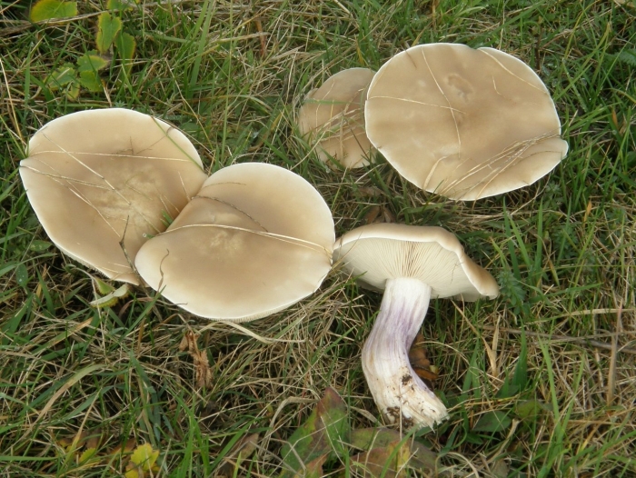 Рядовка лиловоногая lepista saeva