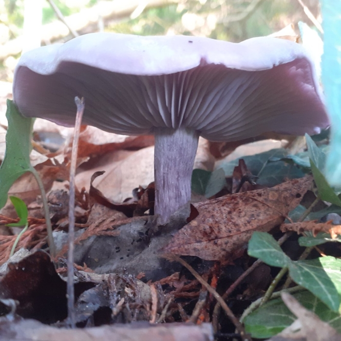 Фиолетовая рядовка