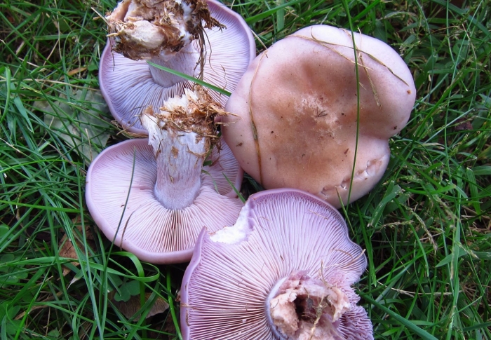 Рядовка фиолетовая