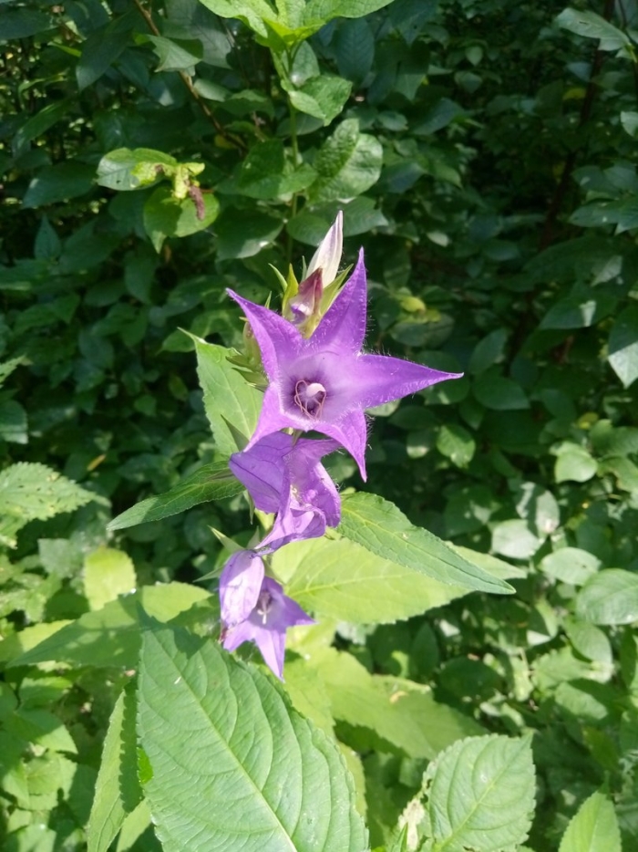 Колокольчик широколистный многолетний