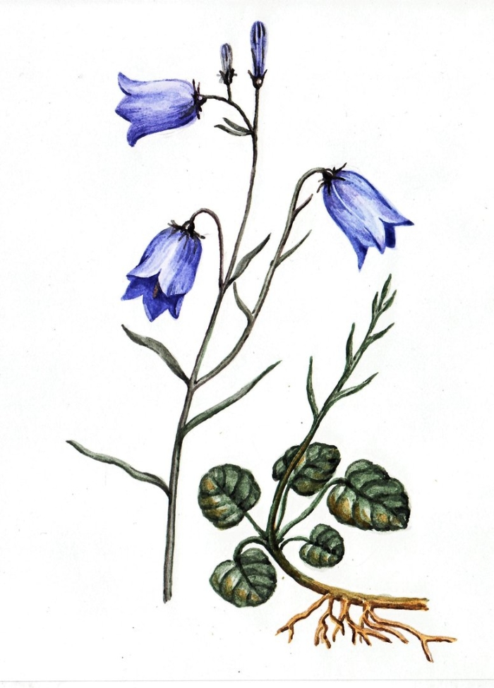 Колокольчик круглолистный растение