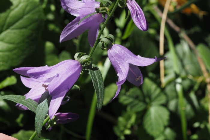 Campanula bononiensis