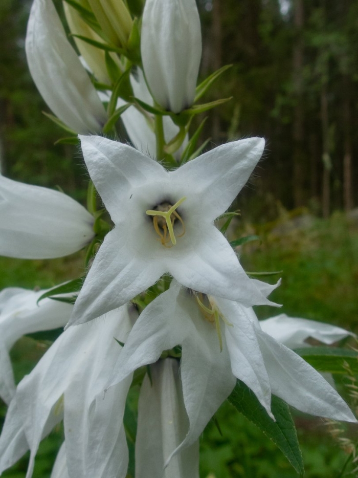 Колокольчик широколистный альба