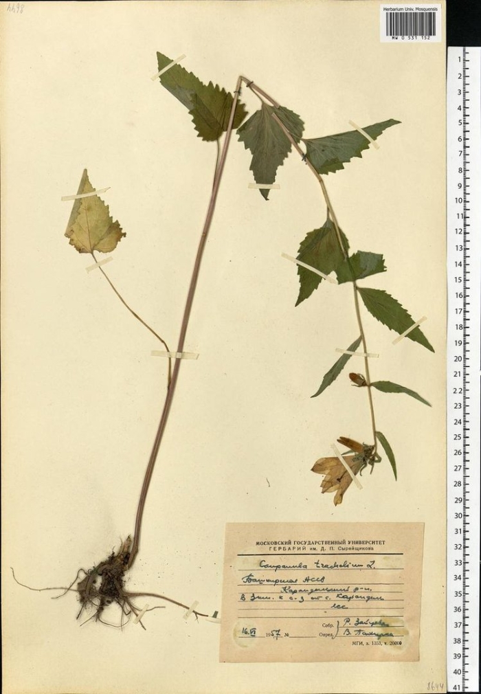 Колокольчик крапиволистный гербарий