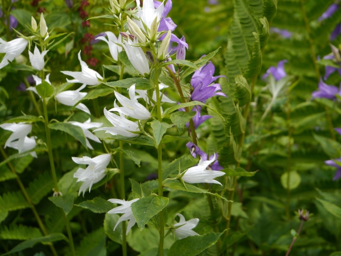 Campanula latifolia
