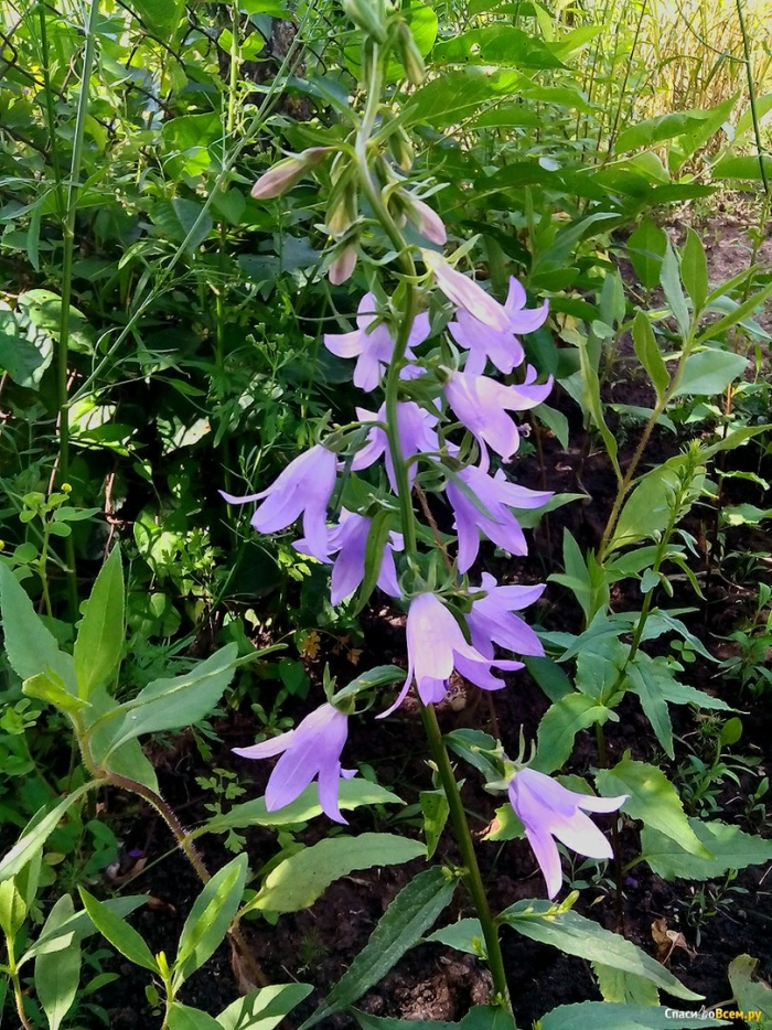 Колокольчик рапунцелевидный campanula