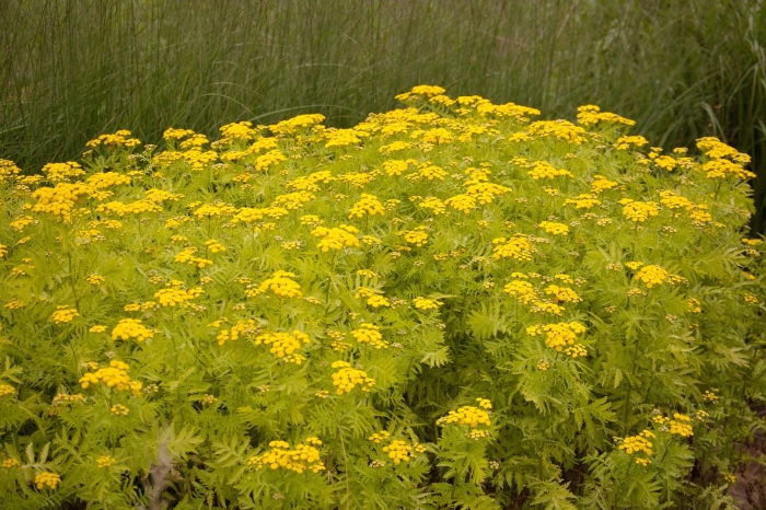 Пижма  isla gold