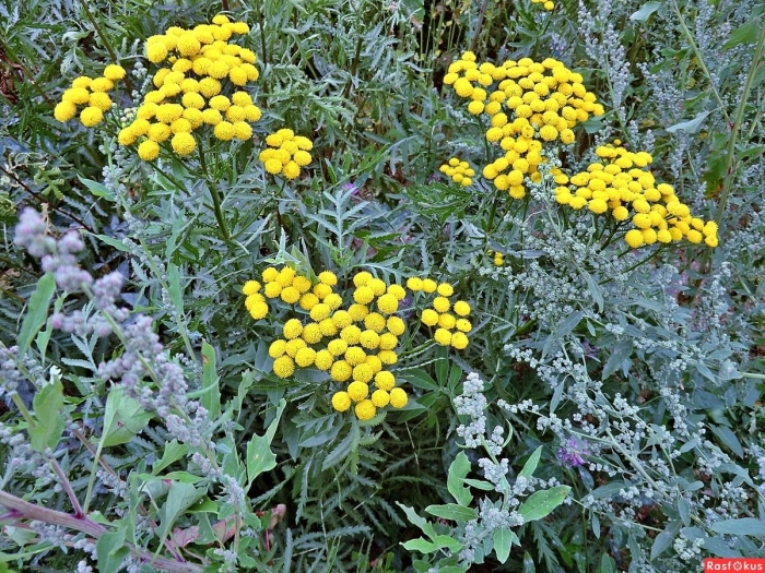 Пижма тысячелистная