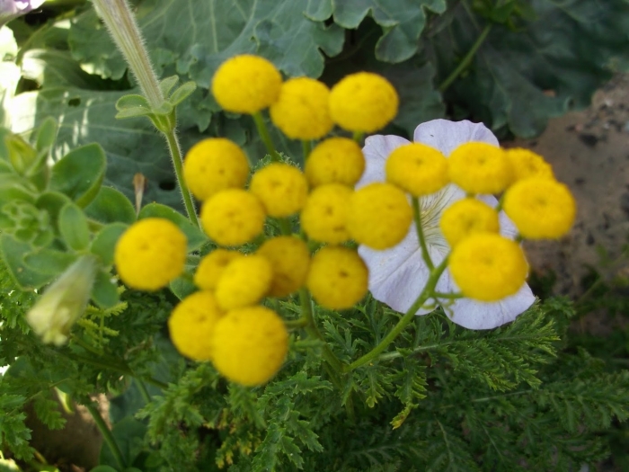 Пижма обыкновенная tanacetum vulgare