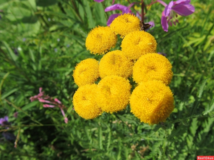 Пижма обыкновенная