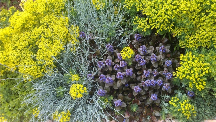 Пижма гарадянова