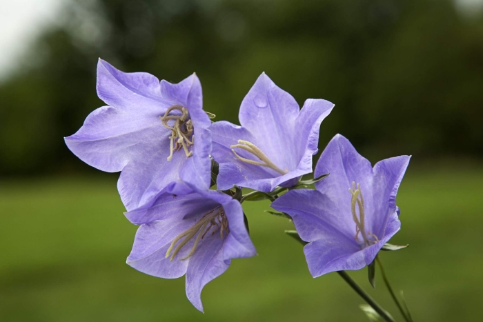 Колокольчик персиколистный (campanula persicifolia)