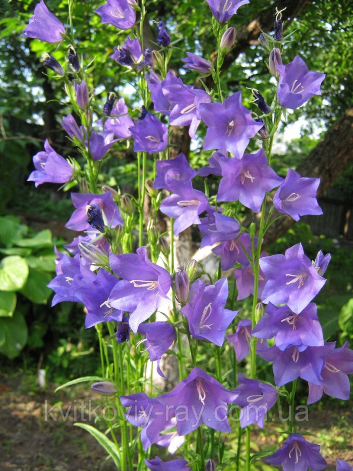 Колокольчик персиколистный голубой