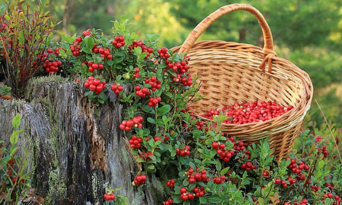 Лесные ягоды брусника