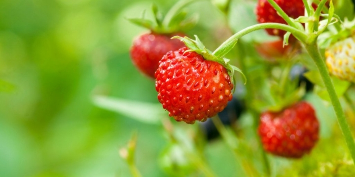 Лесная земляника