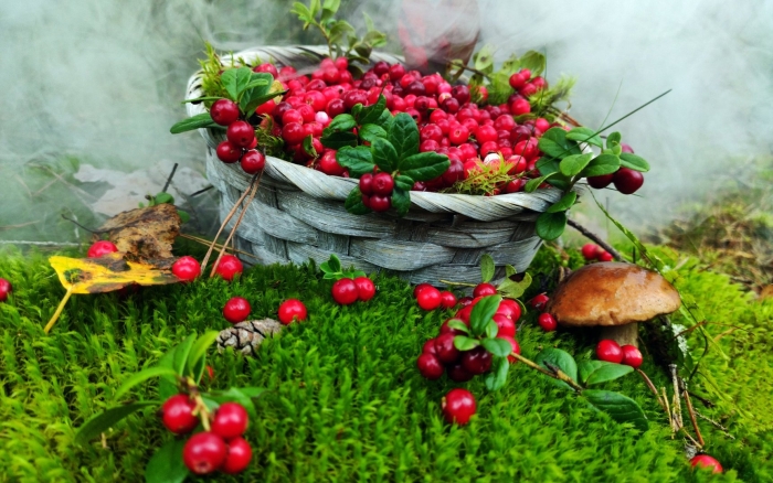 Карелия ягель ягоды грибы