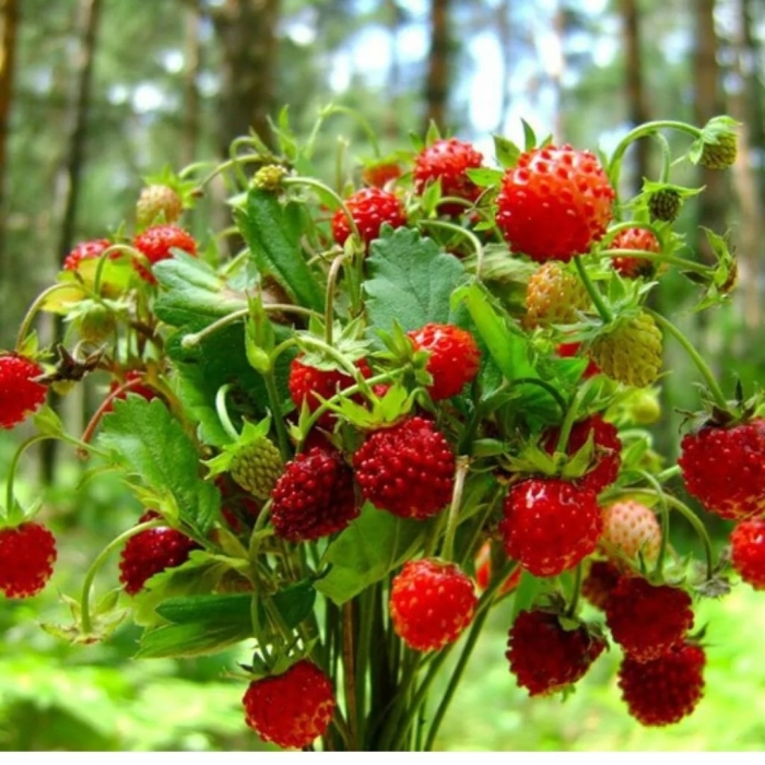 Земляника лесная (fragaria vesca)