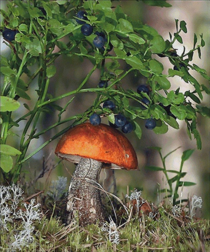 Гриб в лесу